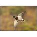 East Urban Home 'Mallard Male Flying, Kellogg Bird Sanctuary, Michigan' Framed Photographic Print in White | 24 H x 36 W x 1.5 D in | Wayfair