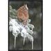 East Urban Home 'Eastern Screech Owl Red Morph' Framed Photographic Print in Brown/Gray | 18 H x 12 W x 1.5 D in | Wayfair EAAC7671 39223061