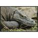 East Urban Home 'Komodo Dragon, Nusa Tenggara, Indonesia' Framed Photographic Print in Gray/Green | 16 H x 24 W x 1.5 D in | Wayfair