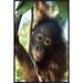 East Urban Home 'Orangutan Juvenile, Tanjung Puting National Park, Borneo ' Framed Photographic Print on Canvas in Brown/Green | Wayfair