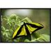 East Urban Home 'Goliath Birdwing Butterfly Male, Rare Species, Irian Jaya, Indonesia ' Framed Photographic Print on Canvas in Green | Wayfair