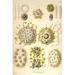 Buyenlarge Collozoum Merme by Ernst Haeckel - Graphic Art Print in White | 36 H x 24 W x 1.5 D in | Wayfair 0-587-64500-LC2436