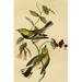 Buyenlarge Black Throated Warbler by John James Audubon - Unframed Graphic Art Print in White | 36 H x 24 W x 1.5 D in | Wayfair 0-587-64699-LC2436
