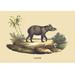 Buyenlarge Tapir by E. F. Noel - Unframed Graphic Art Print in Brown/Green | 24 H x 36 W x 1.5 D in | Wayfair 0-587-08913-xC2436