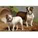 Buyenlarge Bull Dogs by Vero Shaw - Graphic Art Print in Brown/Green | 44 H x 66 W x 1.5 D in | Wayfair 0-587-29185-0C4466
