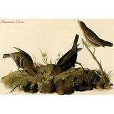 Buyenlarge Common Crow by John James Audubon - Unframed Graphic Art Print in White | 24 H x 36 W x 1.5 D in | Wayfair 0-587-64752-LC2436