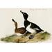 Buyenlarge Ring Necked Duck by John James Audubon - Unframed Print in Brown | 28 H x 42 W x 1.5 D in | Wayfair 0-587-64689-LC2842