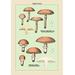 Buyenlarge 'Edible Fungi: Boletus Luteus & Subluteus' Graphic Art in Green/Orange | 36 H x 24 W x 1.5 D in | Wayfair 0-587-04905-7C2436