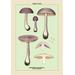 Buyenlarge 'Edible Fungi: Violet Cortinarius' Graphic Art Paper in Green/Indigo | 36 H x 24 W x 1.5 D in | Wayfair 0-587-04898-0C2436