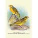 Buyenlarge 'Cape Canary Sulphur-Coloured Seed-Eater' by Arthur G. Butler Graphic Art in Brown/Green/Yellow | 36 H x 24 W x 1.5 D in | Wayfair