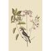 Buyenlarge Crested Titmous by Mark Catesby - Unframed Graphic Art Print in White | 36 H x 24 W x 1.5 D in | Wayfair 0-587-30655-6C2436