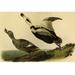 Buyenlarge Pied Duck by John James Audubon - Unframed Graphic Art Print in White | 24 H x 36 W x 1.5 D in | Wayfair 0-587-64717-LC2436