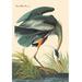 Buyenlarge Great Blue Heron by John James Audubon Painting Print in Blue/Green | 36 H x 24 W x 1.5 D in | Wayfair 0-587-03570-6C2436