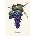 Buyenlarge Eumelan Grapes Graphic Art in Green/Indigo | 36 H x 24 W x 1.5 D in | Wayfair 0-587-04161-7C2436