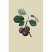 Buyenlarge 'La Royale Plum' by William Hooker Painting Print in White | 36 H x 24 W x 1.5 D in | Wayfair 0-587-30875-3C2436