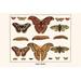 Buyenlarge Atlas Moth by Albertus Seba - Graphic Art Print in Brown | 28 H x 42 W x 1.5 D in | Wayfair 0-587-29891-xC2842