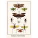 Buyenlarge Grasshoppers Crickets & Katydids by Albertus Seba - Graphic Art Print | 42 H x 28 W x 1.5 D in | Wayfair 0-587-29904-5C2842