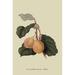 Buyenlarge 'Coes Golden Drop Plum' by William Hooker Vintage Advertisement | 42 H x 28 W x 1.5 D in | Wayfair 0-587-30810-9C2842