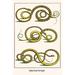 Buyenlarge Snakes from New Spain - Graphic Art Print in Brown/Green | 42 H x 28 W x 1.5 D in | Wayfair 0-587-29733-6C2842