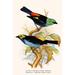 Buyenlarge Superb Tanager Paradise Tanager - Graphic Art Print in Black/Blue/Green | 42" H x 28" W x 1.5" D | Wayfair 0-587-29582-1C2842