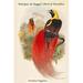 Buyenlarge 'Paradisea Raggiana Marquis De Raggi's Bird of Paradise' by John Gould Graphic Art in Green/Red | 42 H x 28 W x 1.5 D in | Wayfair