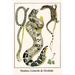 Buyenlarge 'Snakes Lizards & Orchids' by Albertus Seba Graphic Art in Brown/Green | 42 H x 28 W x 1.5 D in | Wayfair 0-587-29737-9C2842