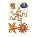 Buyenlarge Common Madrepore Coral, Sea Urchin, Brittlestar, Sun Star by James Sowerby - Unframed Graphic Art Print in Orange | Wayfair