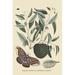 Buyenlarge Sugar Apple & Carolina Moth - Graphic Art Print in Gray/Green | 42 H x 28 W x 1.5 D in | Wayfair 0-587-30514-2C2842