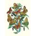 Buyenlarge Butterflies: A. Dia, A. Lathonia, et Al. by W. F. Kirby Graphic Art in Green/Yellow | 42 H x 28 W x 1.5 D in | Wayfair