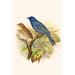 Buyenlarge 'Indigo Bunting' by F.W. Frohawk Painting Print in Blue/Brown/Green | 42 H x 28 W x 1.5 D in | Wayfair 0-587-29533-3C2842