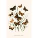 Buyenlarge 'European Butterflies & Moths' by W.F. Kirby Graphic Art in White | 36 H x 24 W x 1.5 D in | Wayfair 0-587-32192-xC2436