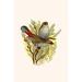 Buyenlarge 'Australian Fire Tailed Finch' by F.W. Frohawk Graphic Art in Brown/Yellow | 42 H x 28 W x 1.5 D in | Wayfair 0-587-29552-xC2842