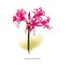 Buyenlarge Nerine Bowdeni by Henry Moon Painting Print in Green/Pink | 42 H x 28 W x 1.5 D in | Wayfair 0-587-03664-8C2842