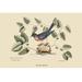 Buyenlarge Blue Bird by Catesby - Graphic Art Print in White | 24 H x 36 W x 1.5 D in | Wayfair 0-587-30636-xC2436