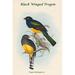 Buyenlarge Trogon Melanopterus Black Winged Trogon by John Gould - Unframed Graphic Art Print in White | 36 H x 24 W x 1.5 D in | Wayfair