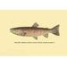 Buyenlarge The Red Throat Trout by H.H. Leonard Graphic Art in Brown | 44 H x 66 W x 1.5 D in | Wayfair 0-587-02301-5C4466