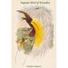 Buyenlarge Paradisea Papuana Papuan Bird of Paradise by John Gould - Graphic Art Print in Green/Yellow | 42 H x 28 W x 1.5 D in | Wayfair