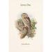 Buyenlarge 'Athene Noctua Little Owl' by John Gould Graphic Art in Brown/Green | 42 H x 28 W x 1.5 D in | Wayfair 0-587-31400-1C2842