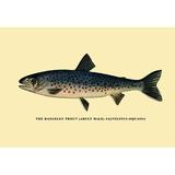 Buyenlarge The Rangeley Trout by H.H. Leonard Graphic Art in Gray | 28 H x 42 W x 1.5 D in | Wayfair 0-587-02299-xC2842