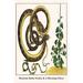 Buyenlarge 'Mexican Boine Snake & A Morning Glory' by Albertus Seba Graphic Art in Brown/Green/Yellow | 42 H x 28 W x 1.5 D in | Wayfair