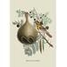 Buyenlarge Sparrow of India by J. Forbes Graphic Art in Gray/Green | 42 H x 28 W x 1.5 D in | Wayfair 0-587-13554-9C2842