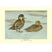 Buyenlarge Formosan Teal by Louis Agassil Fuertes Painting Print in Blue/Brown | 28 H x 42 W x 1.5 D in | Wayfair 0-587-08661-0C2842