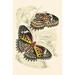 Buyenlarge 'European Butterflies & Moths' by James Duncan Painting Print in Black/Brown | 42 H x 28 W x 1.5 D in | Wayfair 0-587-32292-6C2842