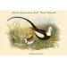 Buyenlarge Hydrophasianus Sinensis Chinese Jacana Jesus Bird Water Pheasant by John Gould - Graphic Art Print in White | Wayfair 0-587-31952-6C2436