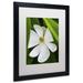 Trademark Fine Art "White Magnolia Flower" by Kurt Shaffer Framed Photographic Print Canvas | 20 H x 16 W x 0.5 D in | Wayfair KS0133-B1620MF