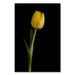 Trademark Fine Art Yellow Tulip Black Background 5 Photographic Print on Wrapped Canvas Metal | 32 H x 22 W x 2 D in | Wayfair MFG0067-C2232GG