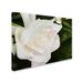 Trademark Fine Art 'Gardenia' Photographic Print on Wrapped Canvas Canvas | 18 H x 24 W x 2 D in | Wayfair KS01261-C1824GG