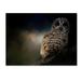Trademark Fine Art 'Barred Owl on a Winter Night' Graphic Art Print on Wrapped Canvas in White/Black | 35 H x 47 W x 2 D in | Wayfair