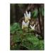 Trademark Fine Art 'Emerging Spring Wildflowers' Photographic Print on Wrapped Canvas Metal in Green | 32 H x 24 W x 2 D in | Wayfair