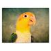 Trademark Fine Art 'White Bellied Caique Portrait' Graphic Art Print on Wrapped Canvas in White/Black | 35 H x 47 W x 2 D in | Wayfair